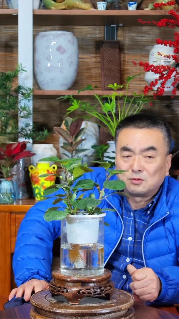 无花朵用****6水之韵水培小盼菩提