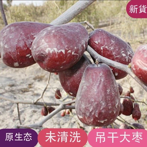 【新疆直发】新疆红枣和田大枣煮粥熬汤原生态带土孕妇零食推荐骏枣