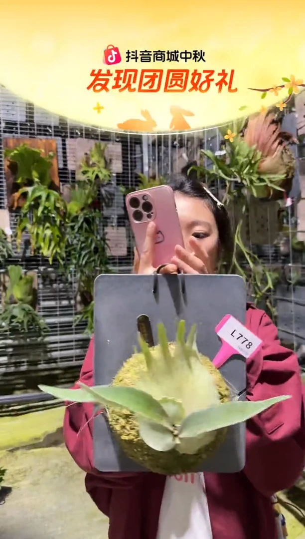 不开花植物L778-金刚狼鹿角蕨