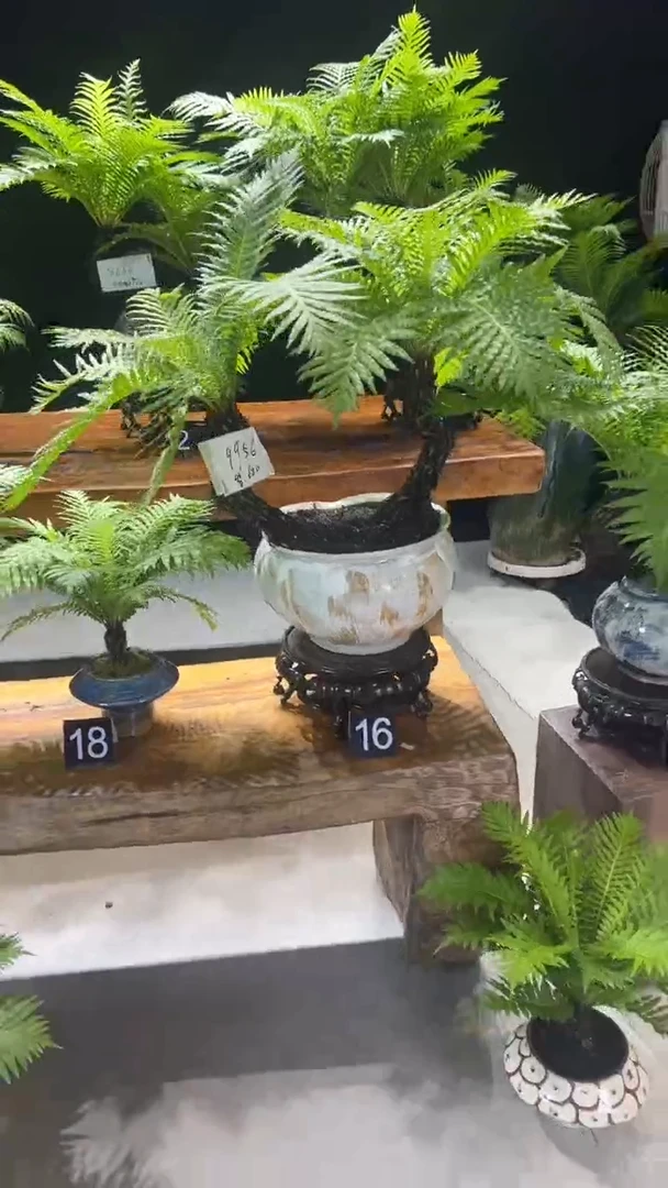 无花朵一物一拍花盆底座