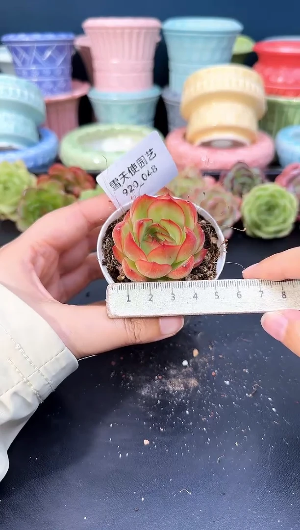 920-033青山（冠幅4.5cm）