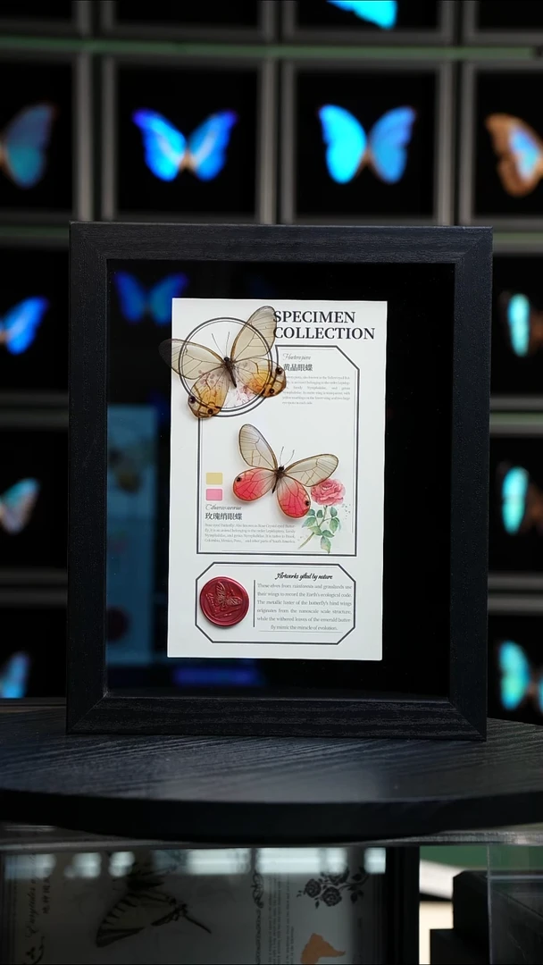 玫瑰绡眼蝶+黄晶眼蝶设计款10寸框