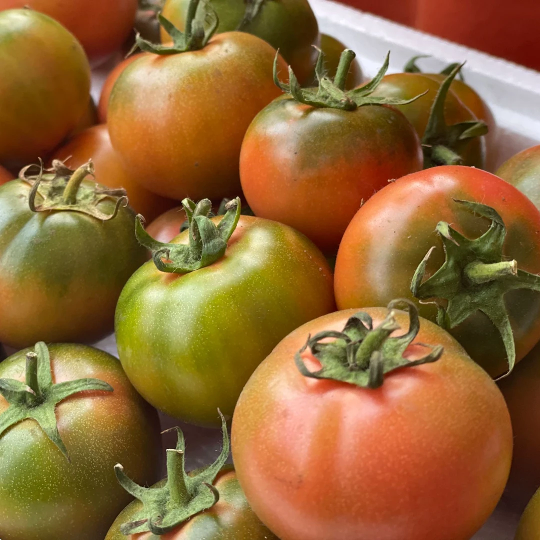 【邮政助农】盘锦碱地柿子5斤装