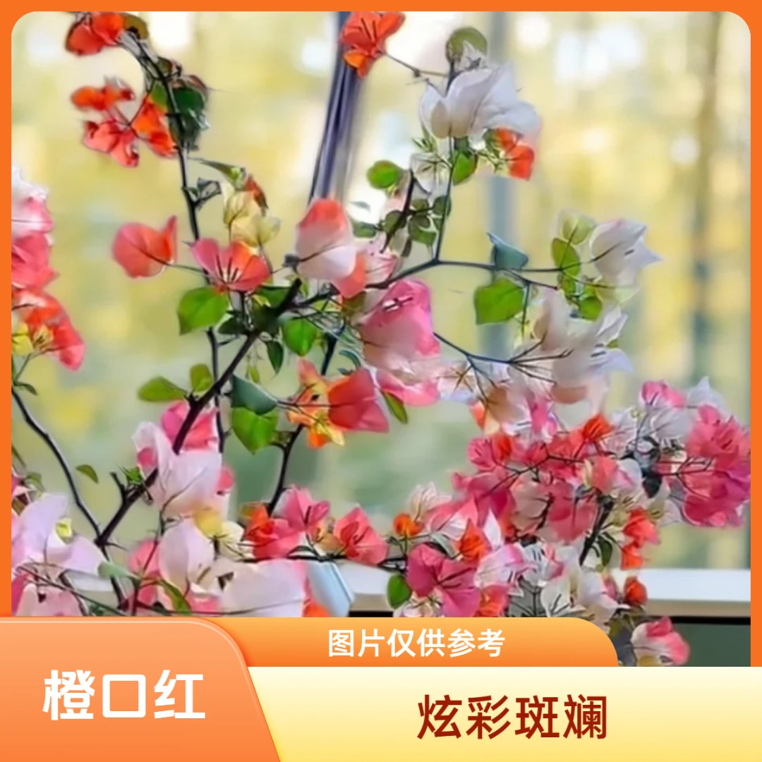 【三禾】原生高飘橙口红绿植绿植盆栽室内盆苗三角梅花期