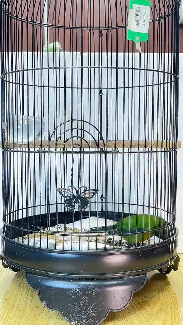 54号橙腹原毛养笼0元起拍