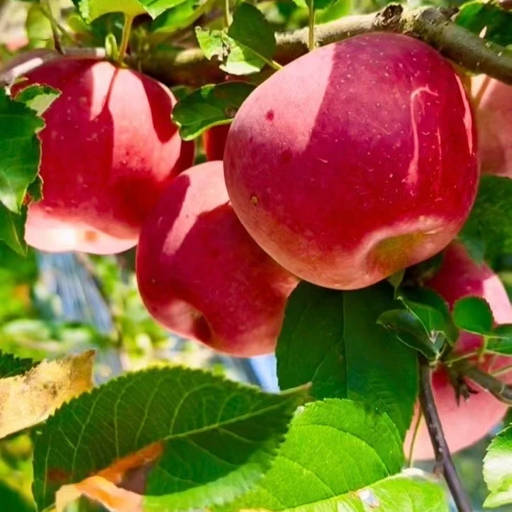 云南丽江宁蒗糖心苹果 现摘先发 脆甜多汁 新鲜水果 源头直发