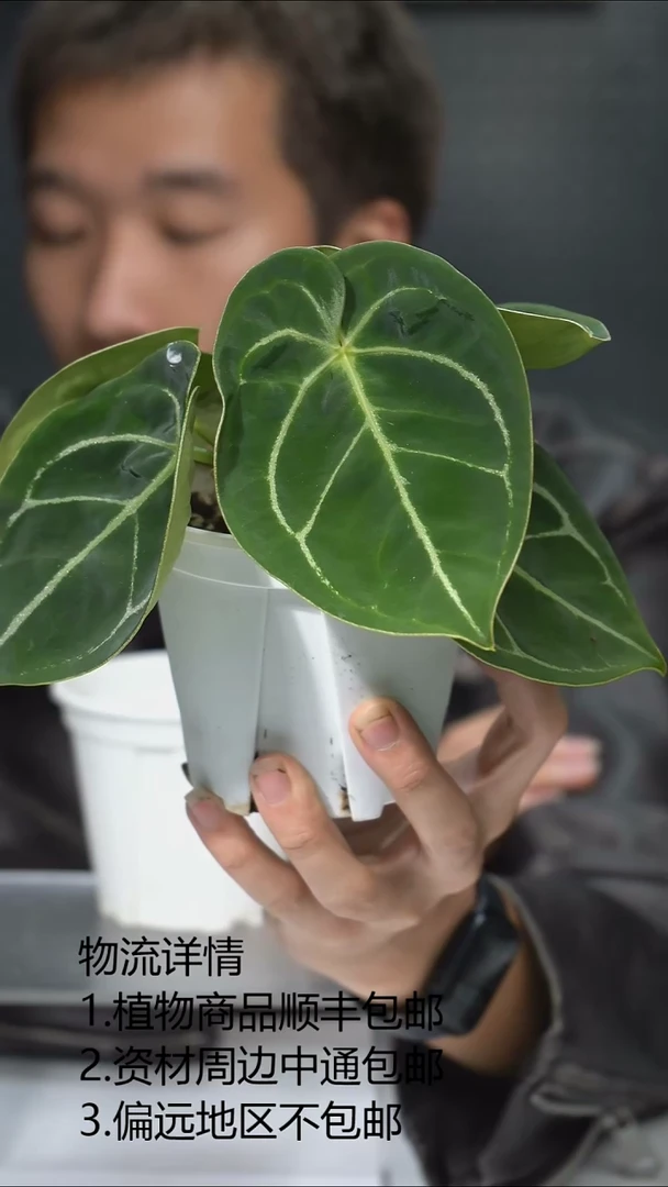 完全开放匹诺曹盾