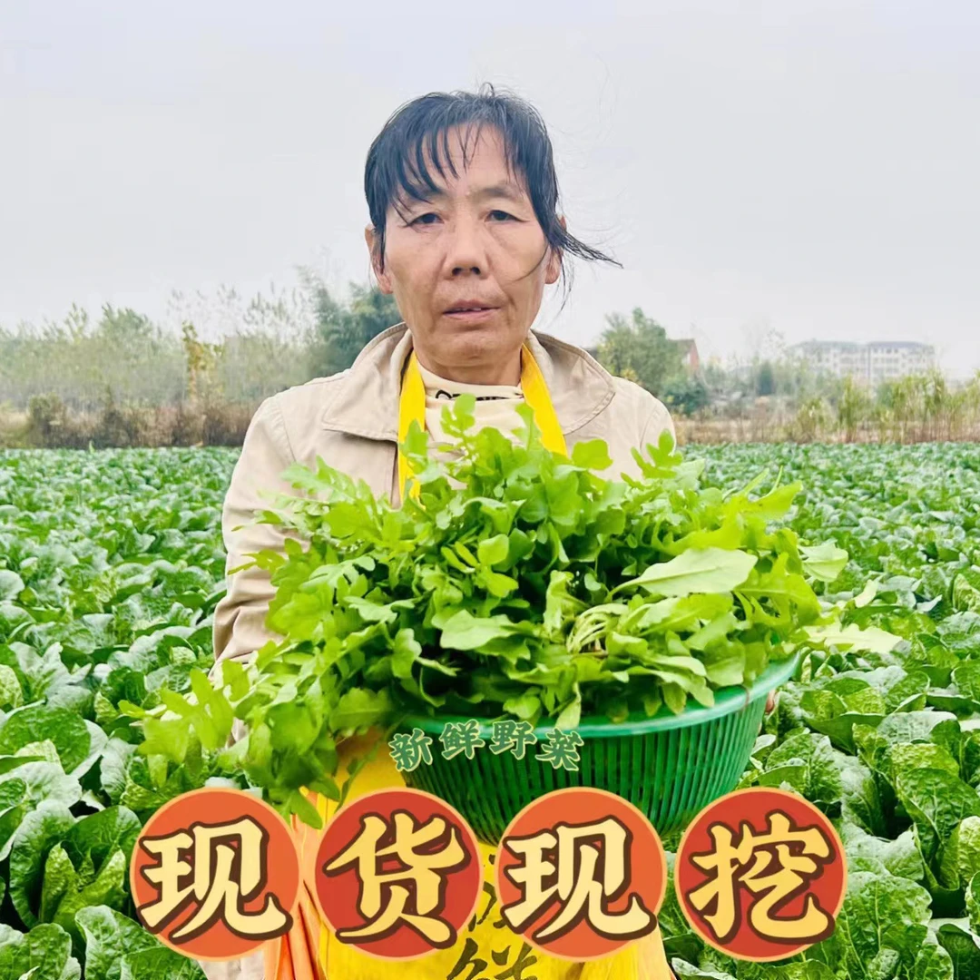 (顺丰发货）荠菜现挖现发当季新鲜地米菜湖北当地野菜饺子馅包子馅