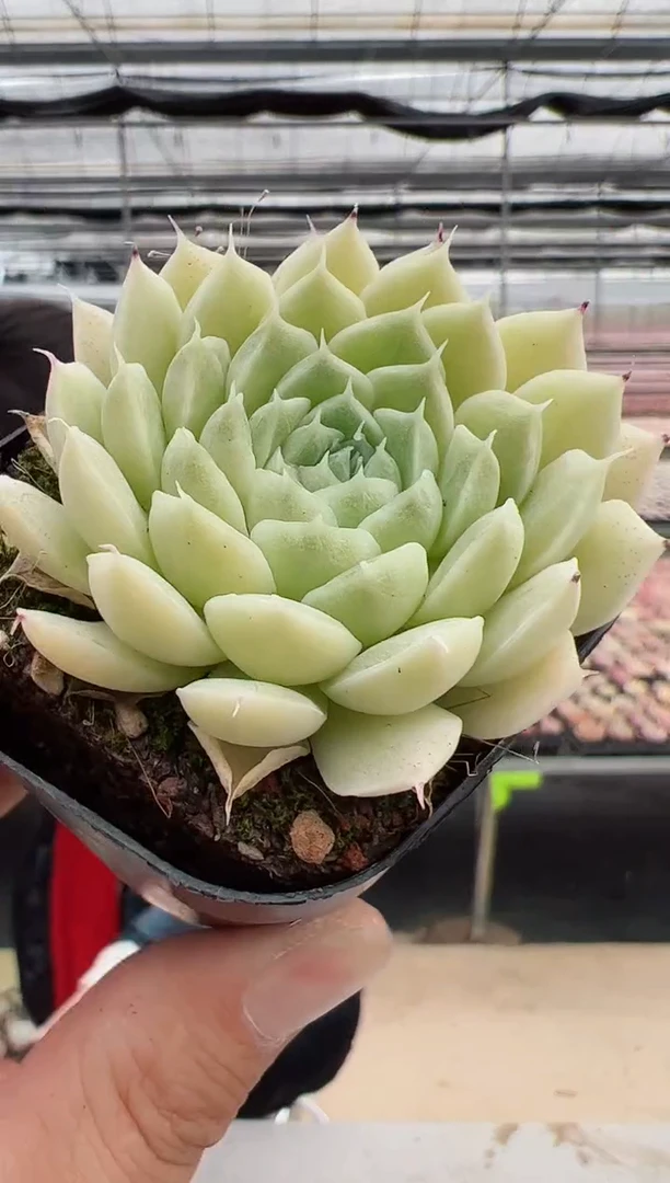 【闪购商品】福利款多肉-63