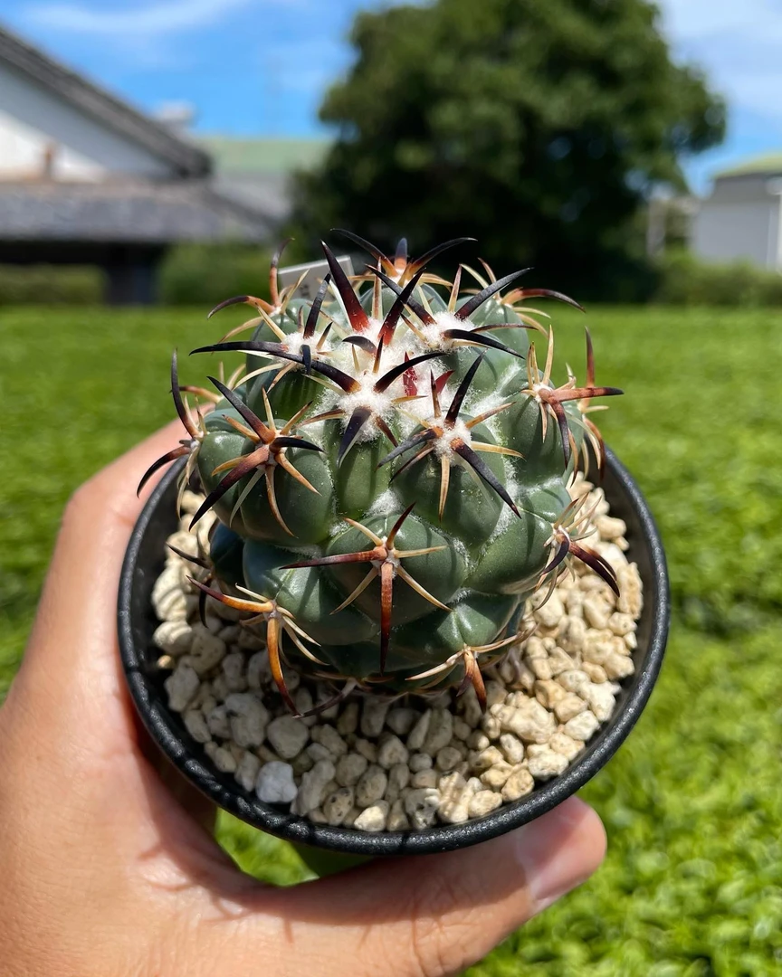 顶花属钢钉仙人球仙人掌母本钢钉一物一拍开花株多肉顶花之王