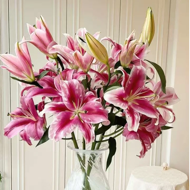 【基地直销】帕拉佐浓香型单瓣香水百合 云南基地直发水培鲜切花