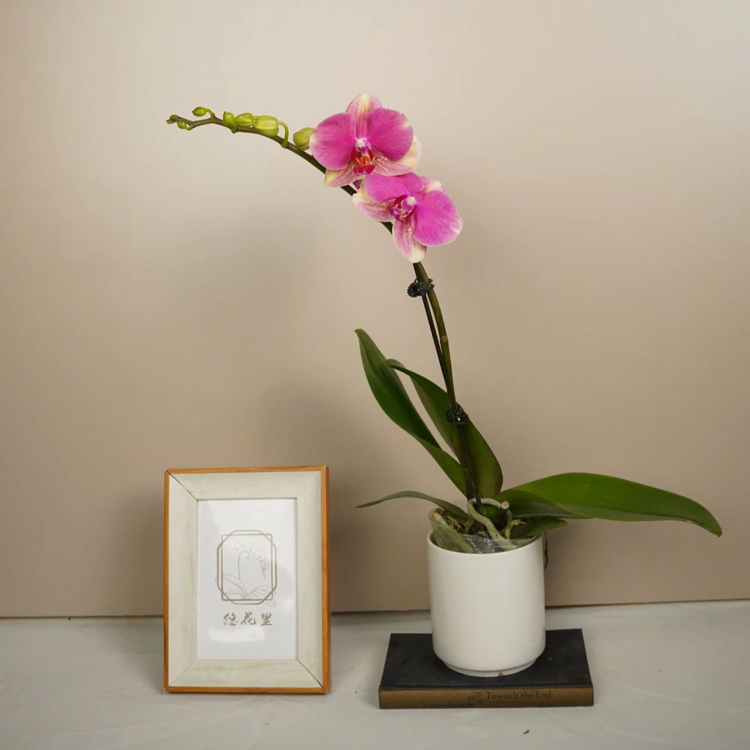 朝暮里蝴蝶兰（多彩蜜桃带花带花苞-双）开花珠发货