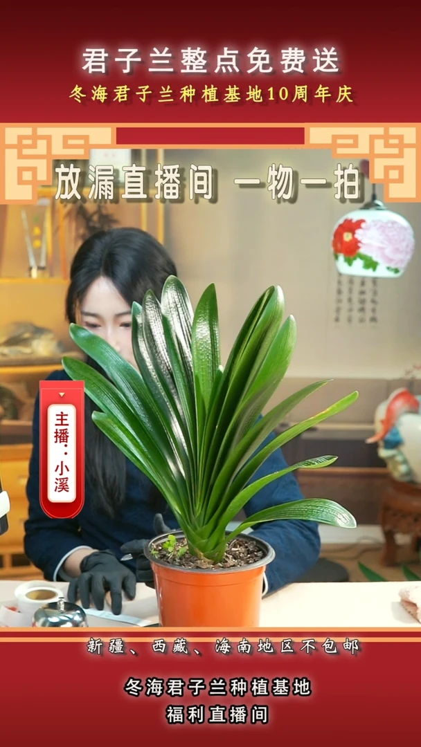 当前无花朵，栽培后可花朵用****0君子兰