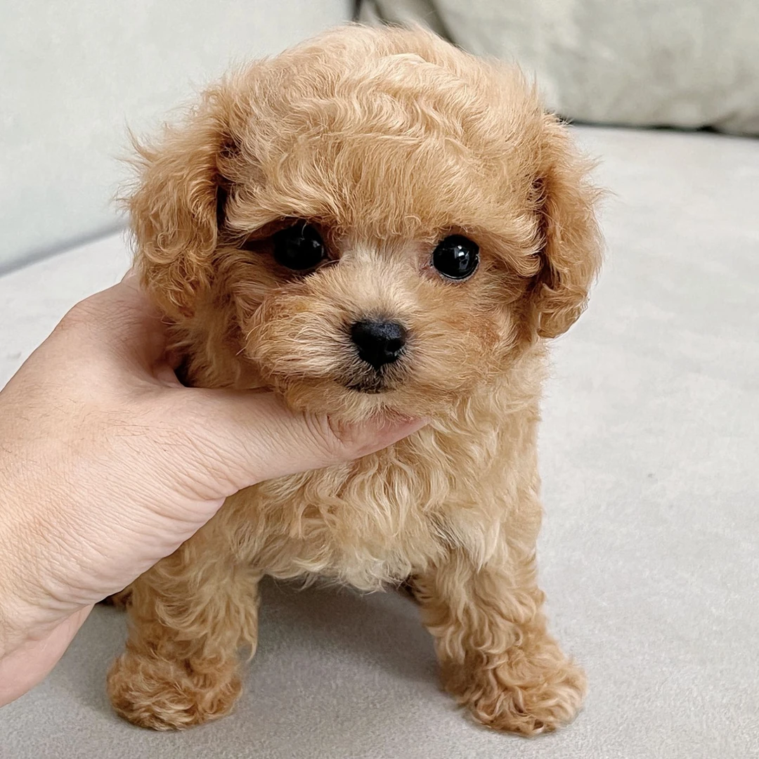 【笑脸萌宠】成都犬舍可爱小狗狗送上门比熊泰迪泰迪熊小型犬