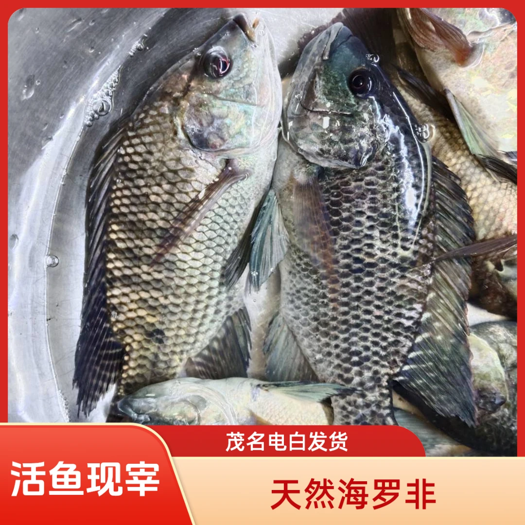 天然海鲫鱼 海罗非鱼 咸水非洲鲫鱼活鱼现宰三去全国顺丰包邮