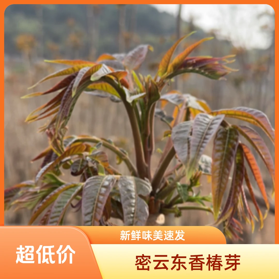 密云本地东智东香椿芽1500g