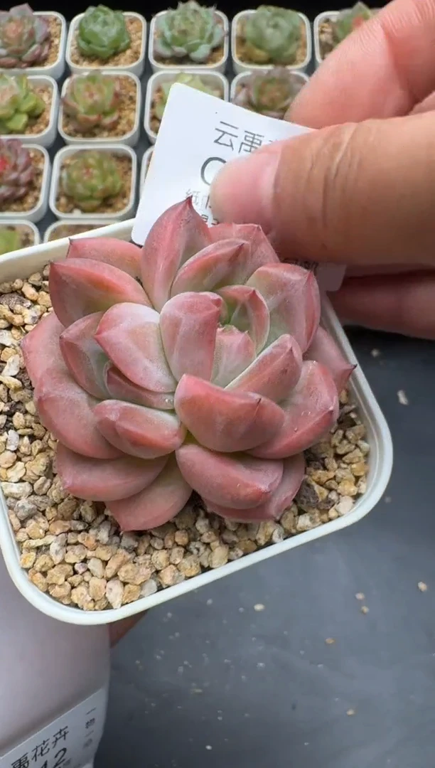 211G云禹多肉植物 脱土纸巾打包 3颗包邮