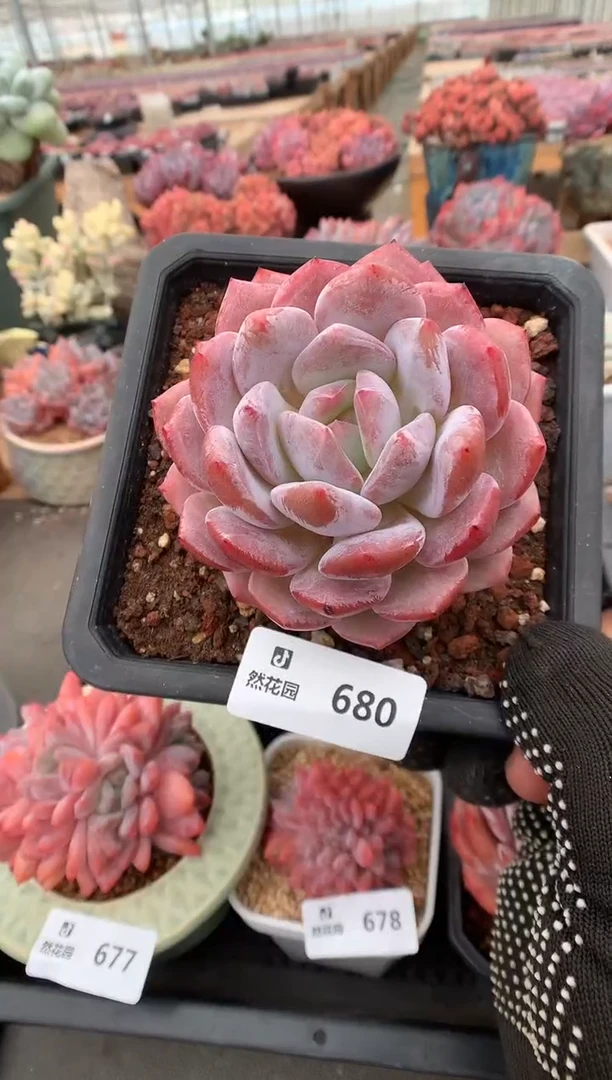 680星橙一物一拍
