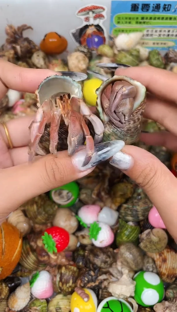 陌派甄选寄居蟹4756