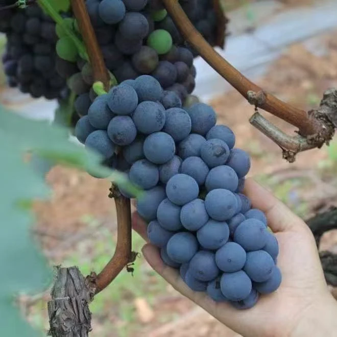 云南大理宾川夏黑葡萄新鲜当季采摘无籽葡萄非黑加仑巨峰