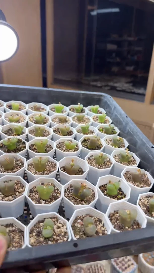 204多肉植物肉锥一颗