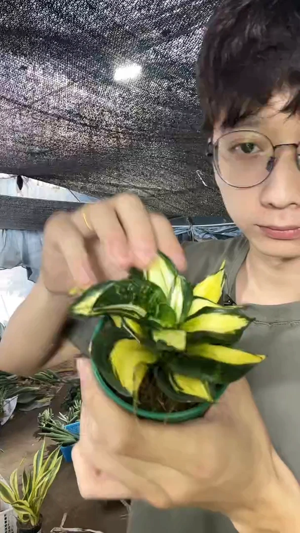 金玫瑰8cm带盆土9.9