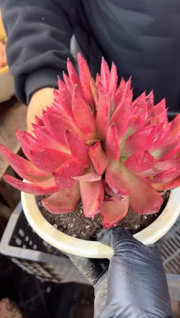 巧*多肉植物一物一拍10402