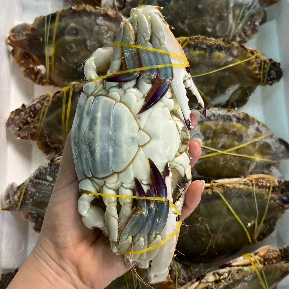 【冻蟹】舟山野生海捕梭子蟹特大肉母蟹 顺丰冷链发货次日达 6两左右/只 净重4.8斤左右 到手8只