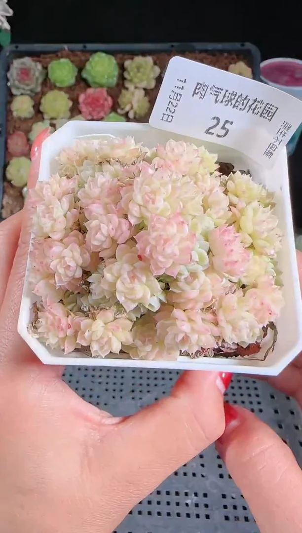 1122-25群生不包整