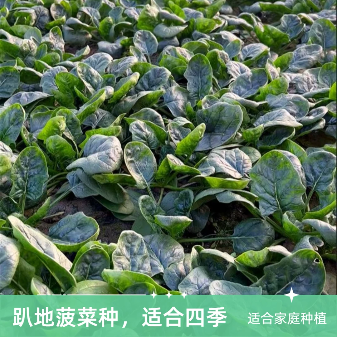 趴地菠菜种子四季可播耐热耐寒高产蔬菜种子