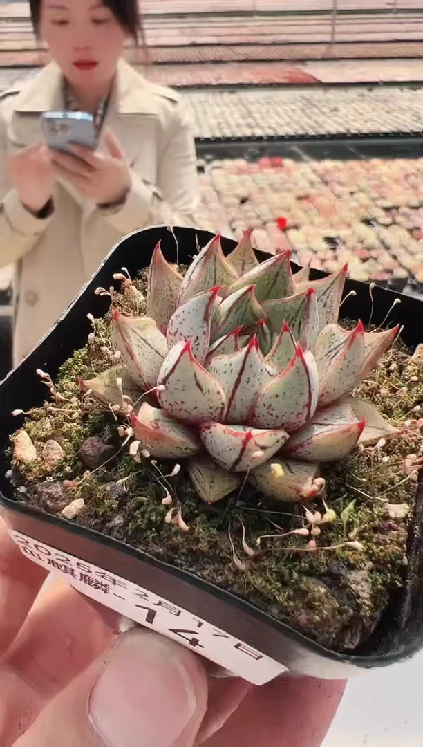 【闪购商品】血麒麟-14