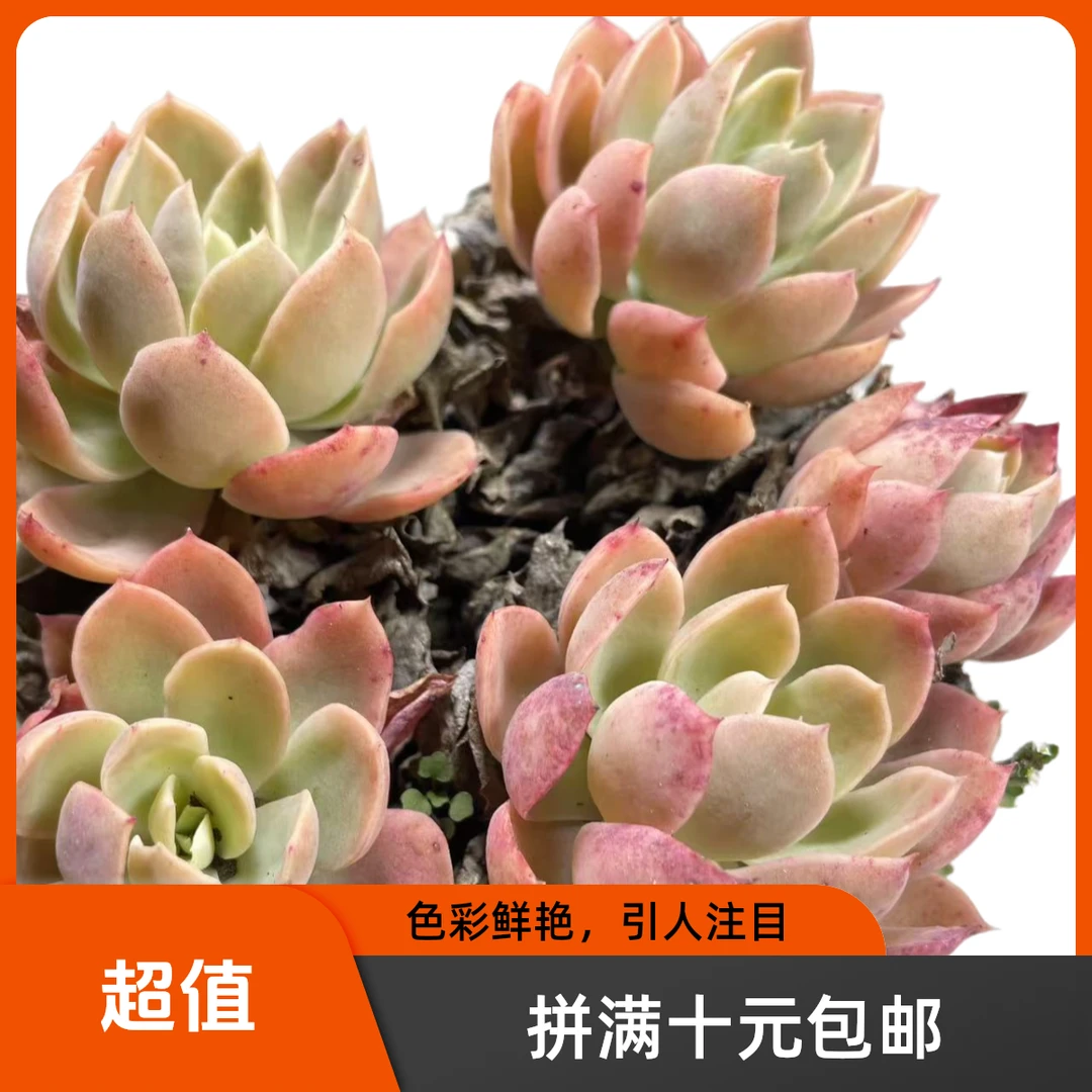 丝绸面纱 多肉植物 阳台露台 办公室 绿植植物