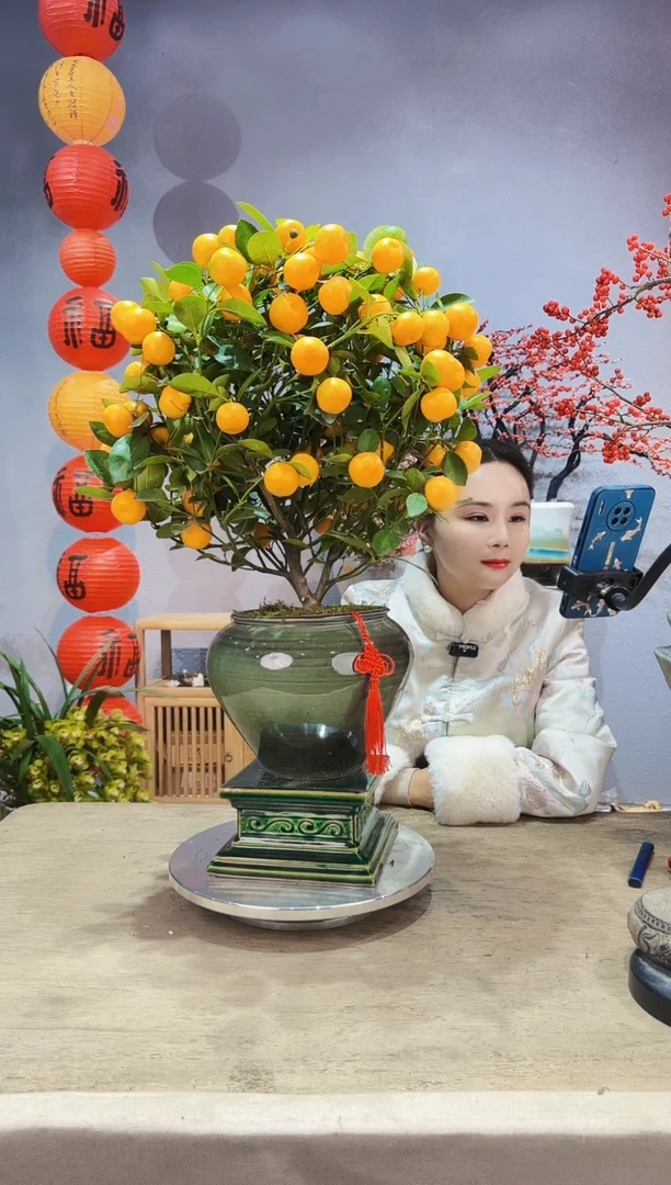 【闪购商品】盆景年桔