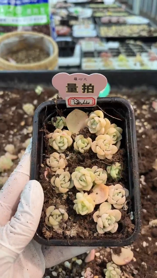 谪仙 切糕1盒 量拍混发