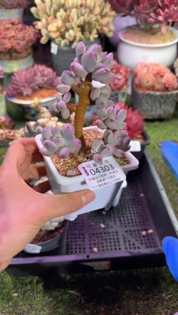 【闪购商品】04303