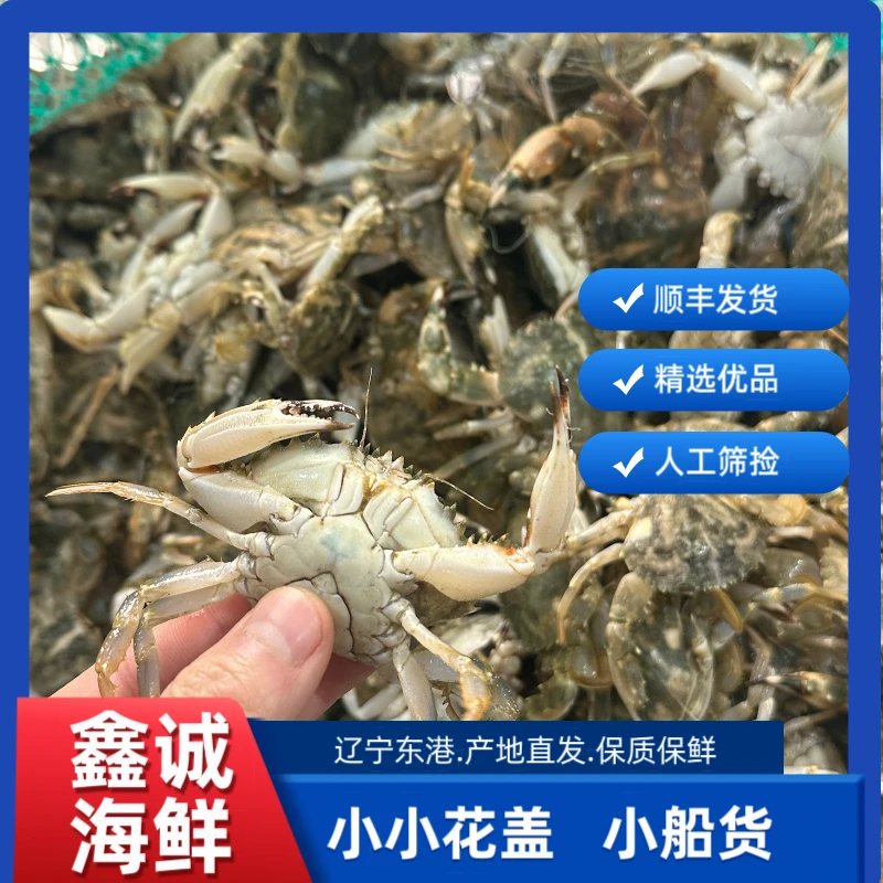 丹东东港野生海鲜花盖蟹 【小号】【保鲜不保活】【当日捕捞】公母混