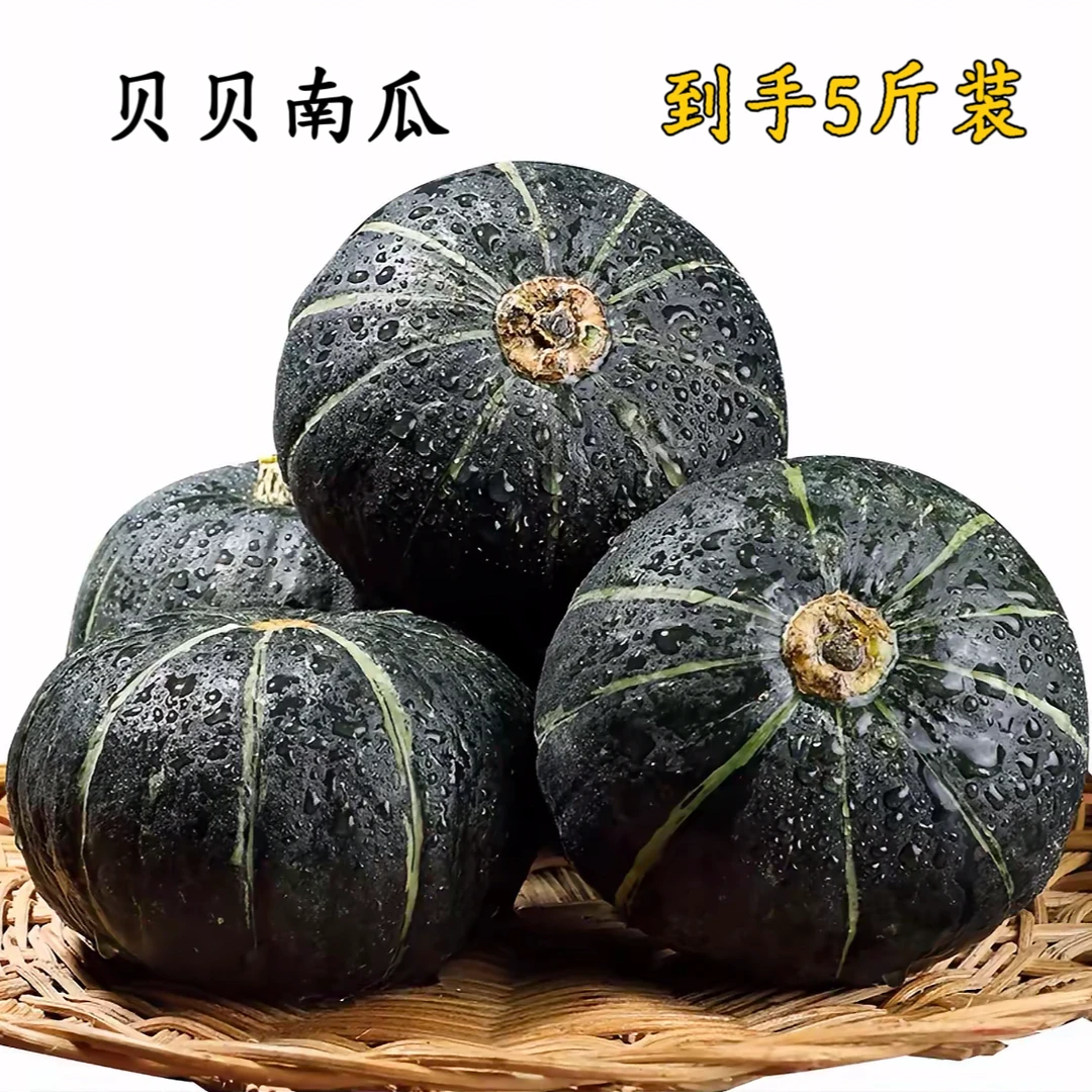 正宗贝贝南瓜板栗味粉糯香甜适合孕妇宝宝辅食