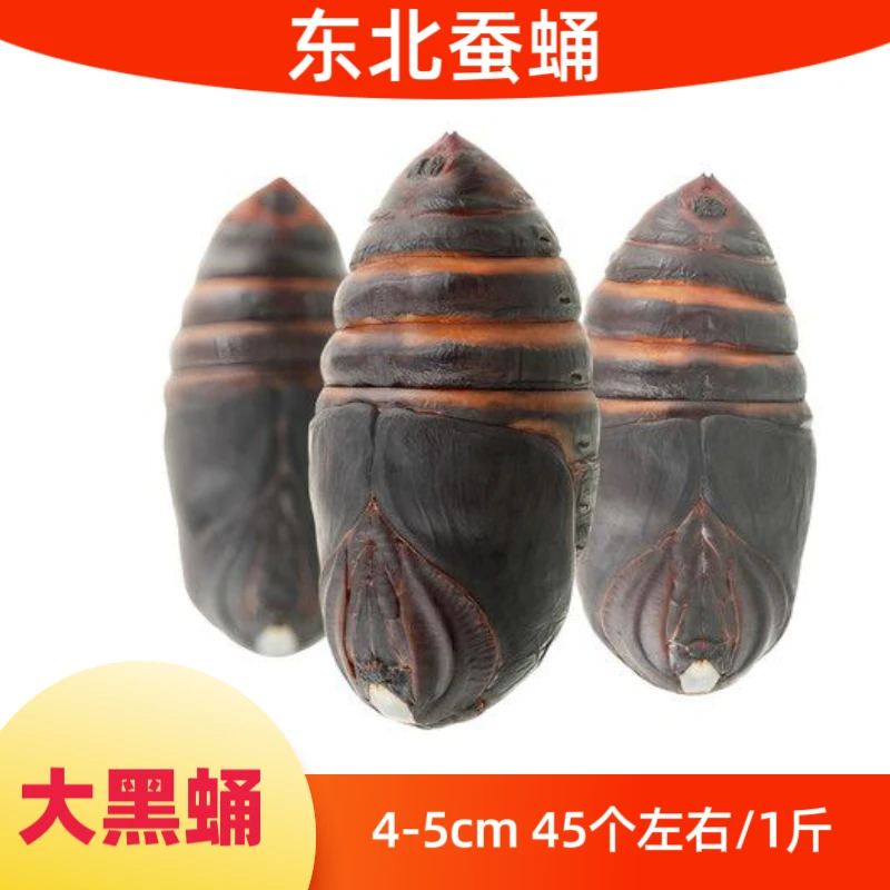 东北特产新鲜柞树大黑蚕蛹蝉蛹4-5厘米高蛋白营养丰富茧蛹