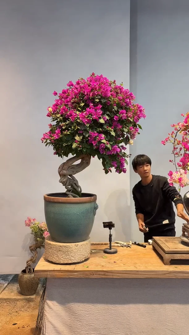 以实际为准没***看三角梅13