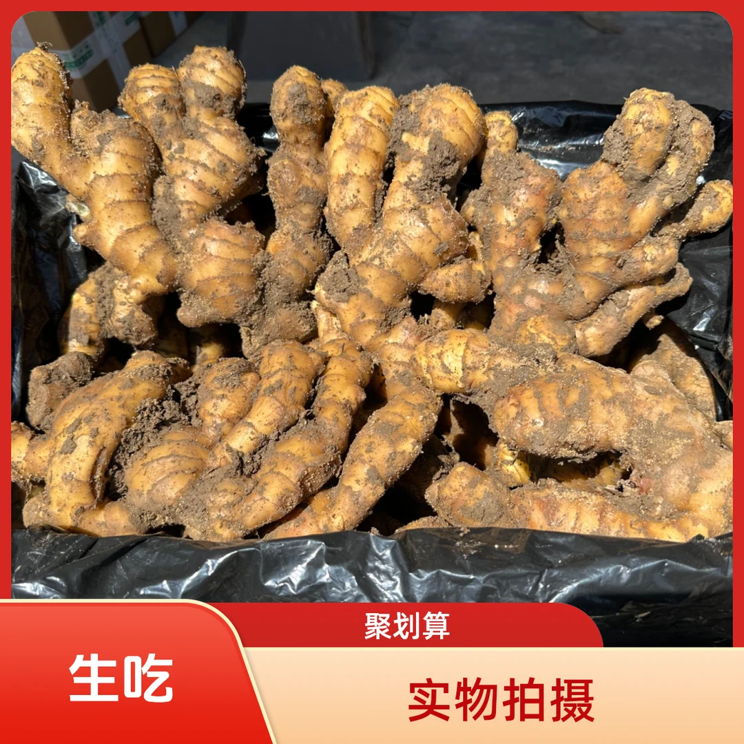 山东窖藏大黄姜新鲜现挖生吃烹饪佐料月子农家生姜批发精选老姜
