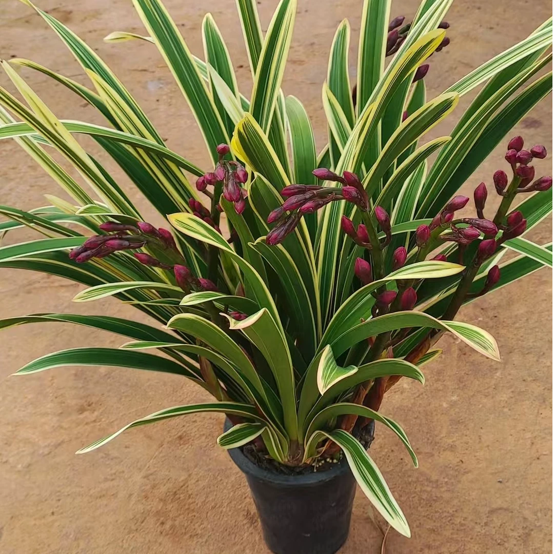 金边大红袍兰花带花苞