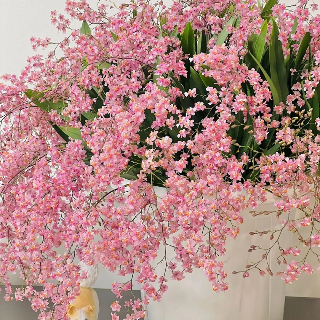 【源头优选】梦香兰-光宗粉 -任意2单鲜花包邮 发货后不支持退款