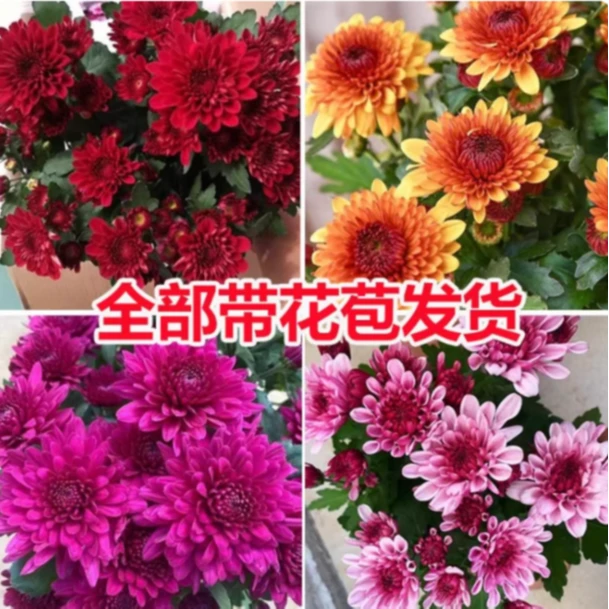 带花苞重瓣荷兰菊盆栽菊花室内阳台耐寒花卉对版开花大花