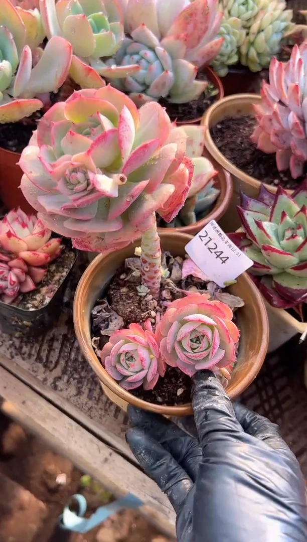 勇****?多肉植物一物一拍21244