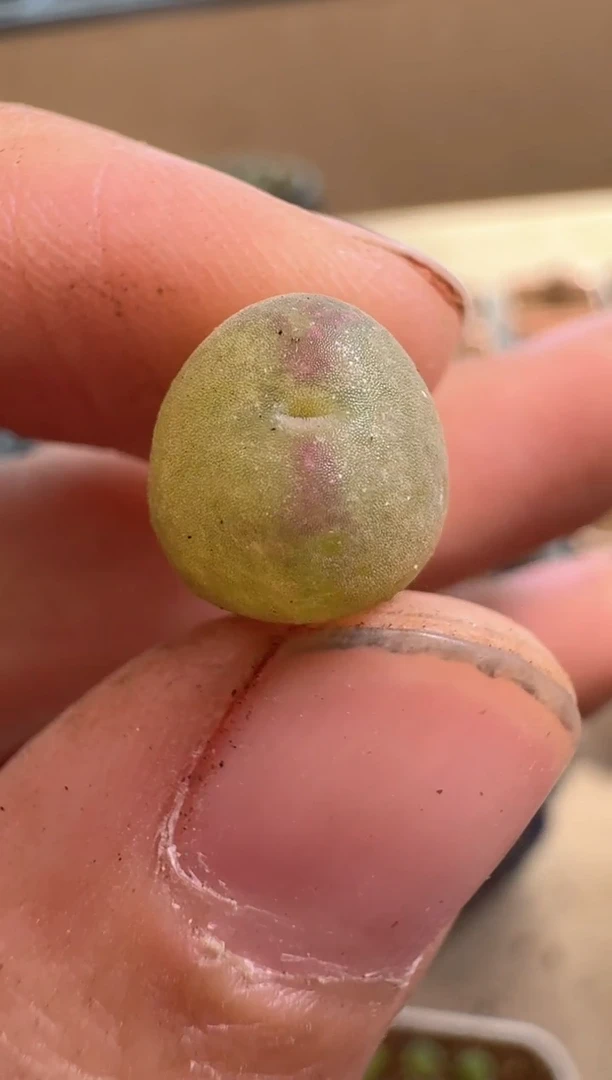 美丽的肉石头12-78 1颗