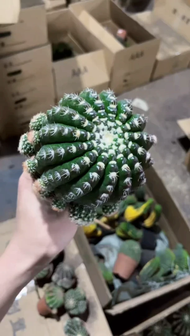 【闪购商品】眩美玉