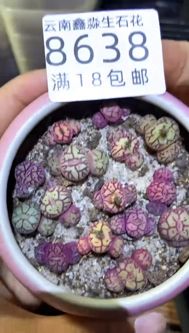 【闪购商品】8638特价猴脸清姬发货35头量拍