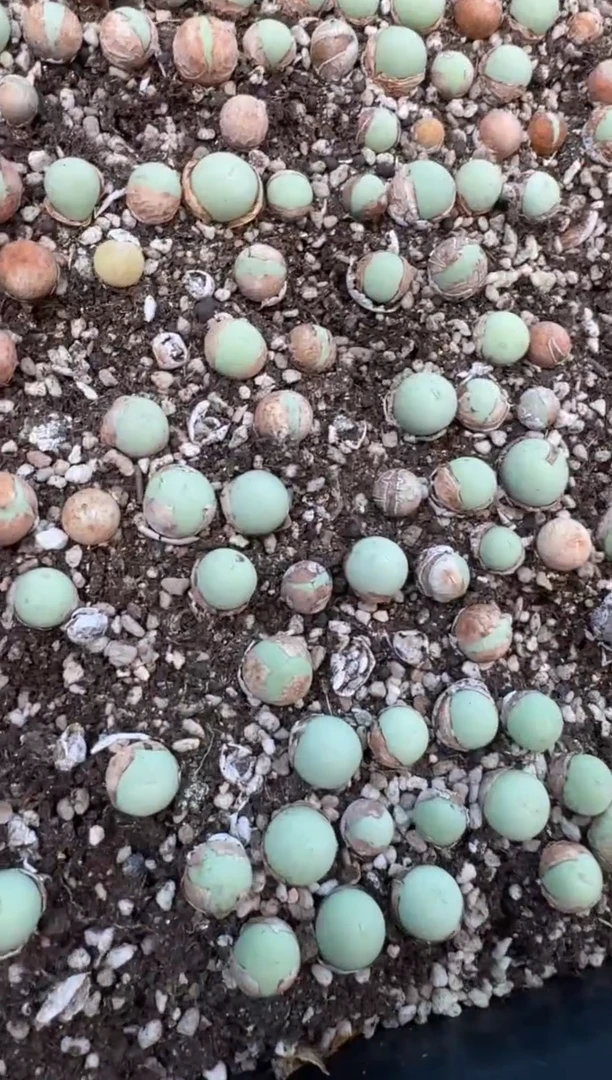 11-223多肉植物肉锥鸽子蛋一颗