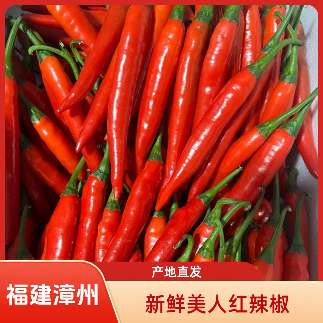 新鲜美人红辣椒美人椒辣椒农产品福建漳州原产地现摘农村包邮