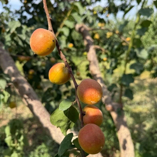 【顺丰】新疆小红杏 净重3斤 一杏两吃 杏仁可食用